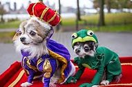 pet parade 1.jpg